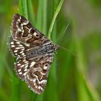 Scheck-Tageule (Euclidia mi) - Le Mi, un papillon de nuit. 