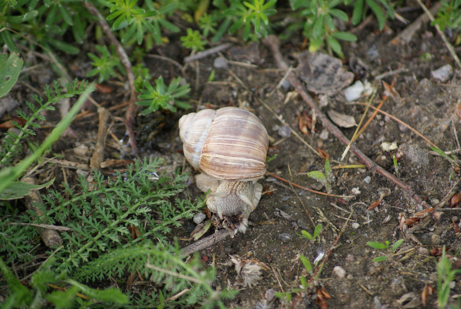 Schecke beim "futtern"