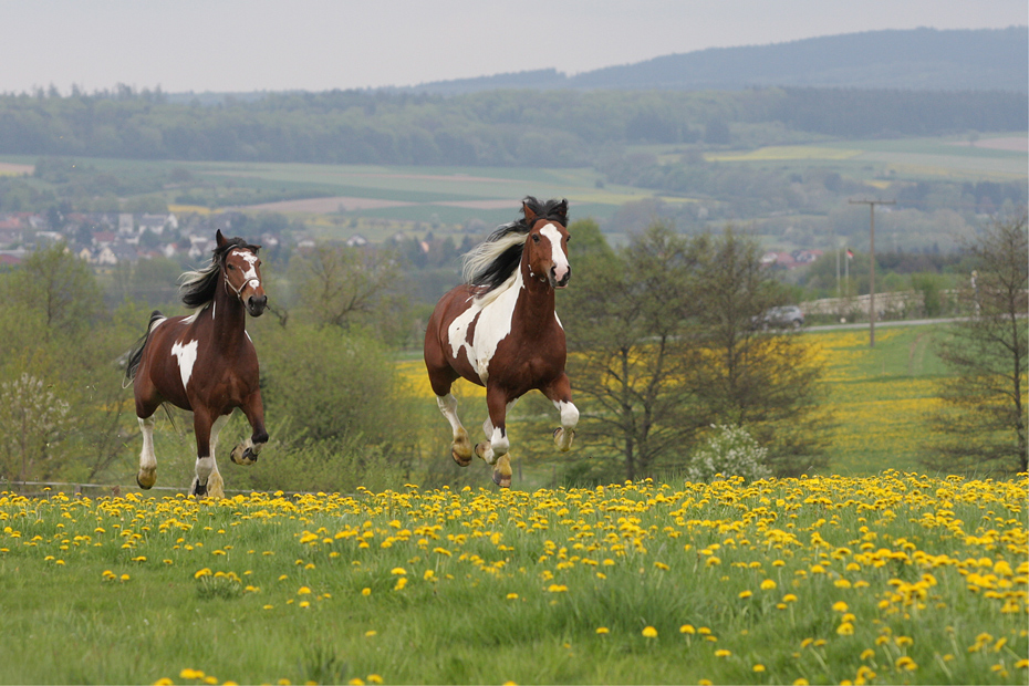 Scheckenduo