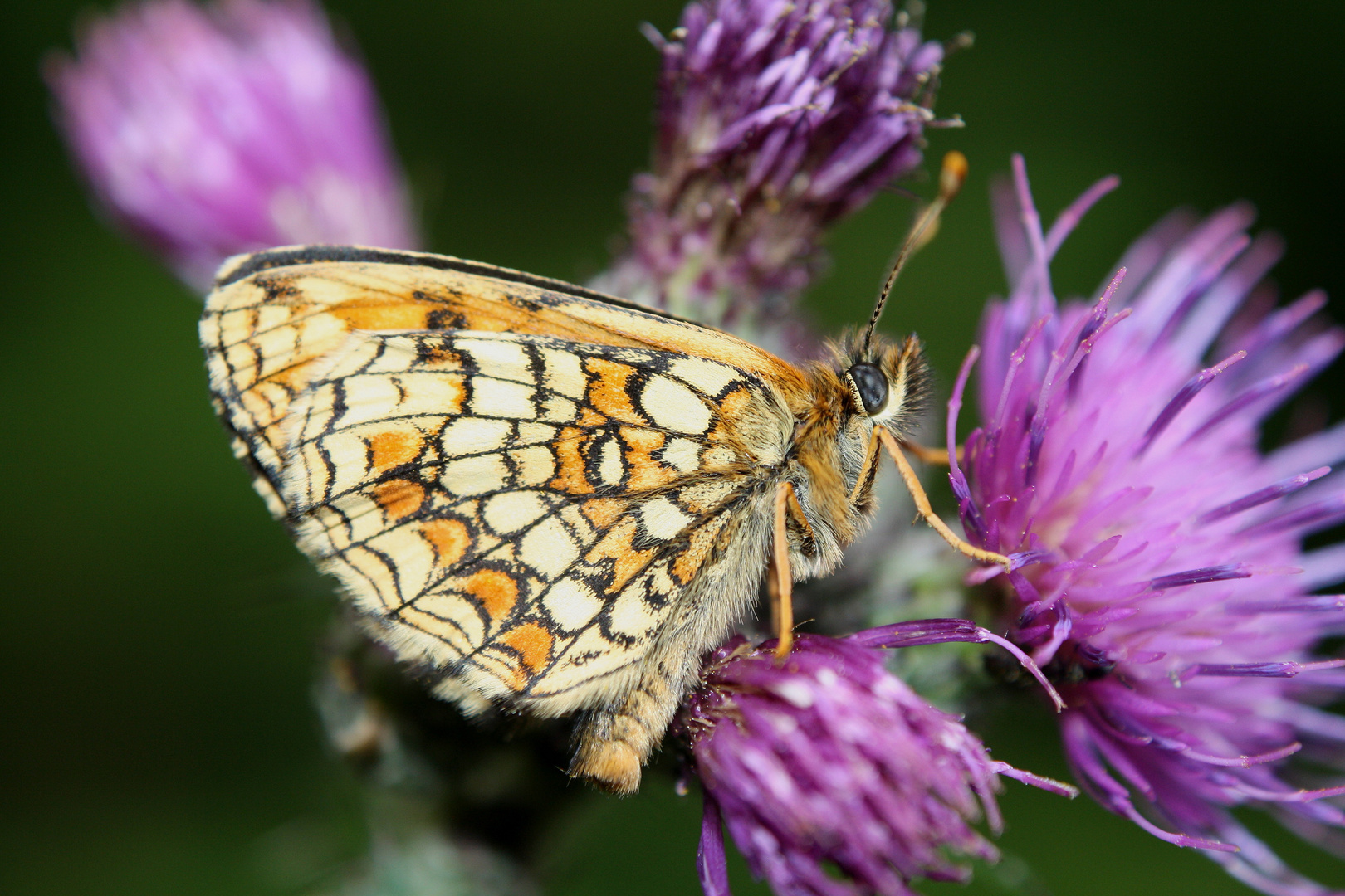 Scheckenfalter 20.06.2014