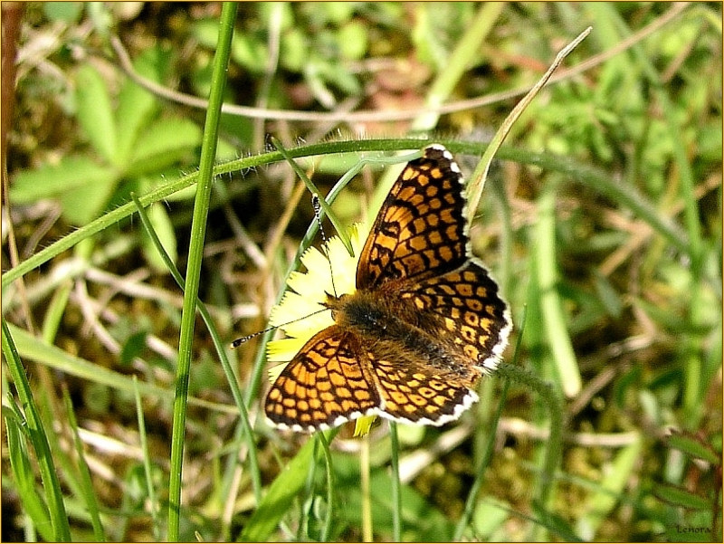 Scheckenfalter