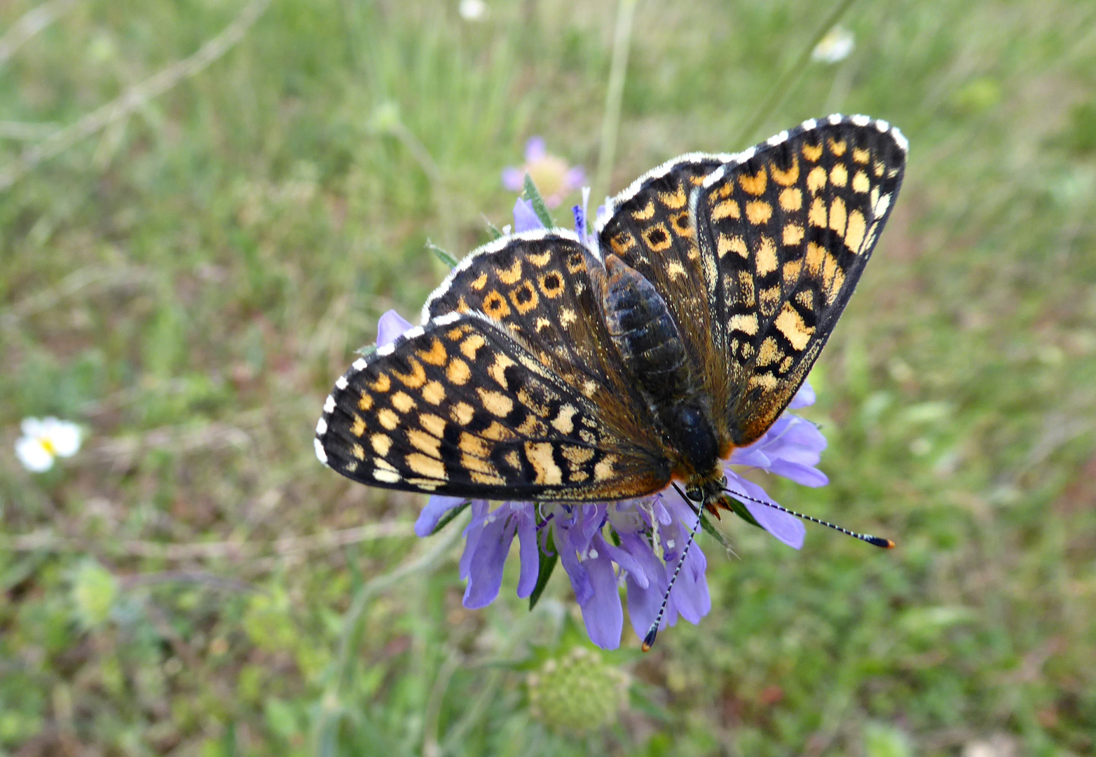 Scheckenfalter