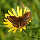 Scheckenfalter Aberation - eine Laune der Natur