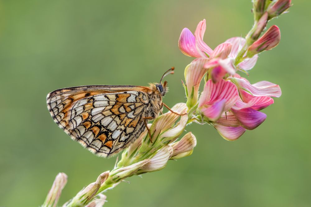 *Scheckenfalter an Esparsettenblüte*