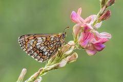 *Scheckenfalter an Esparsettenblüte*