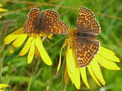 Scheckenfalter auf Arnica montana