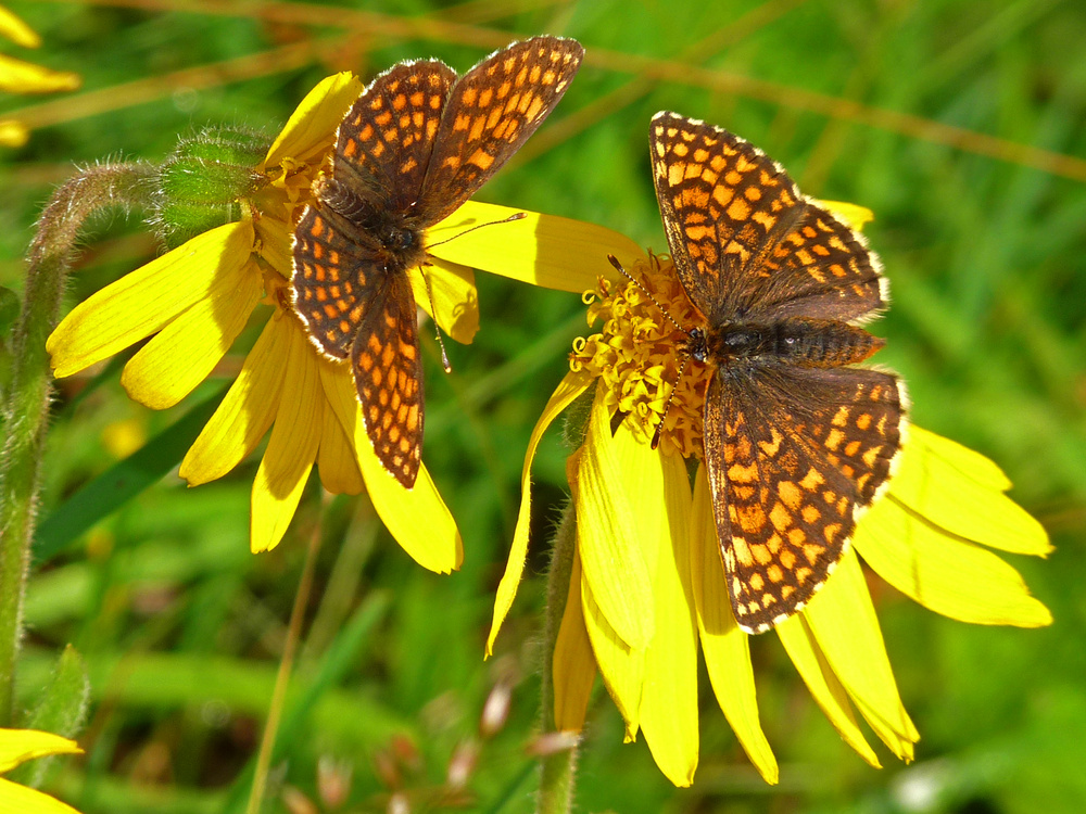 Scheckenfalter auf Arnica montana 2)