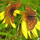 Scheckenfalter auf Arnica montana 2)