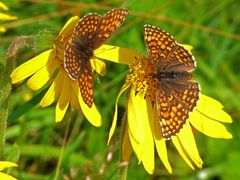 Scheckenfalter auf Arnica montana 2)