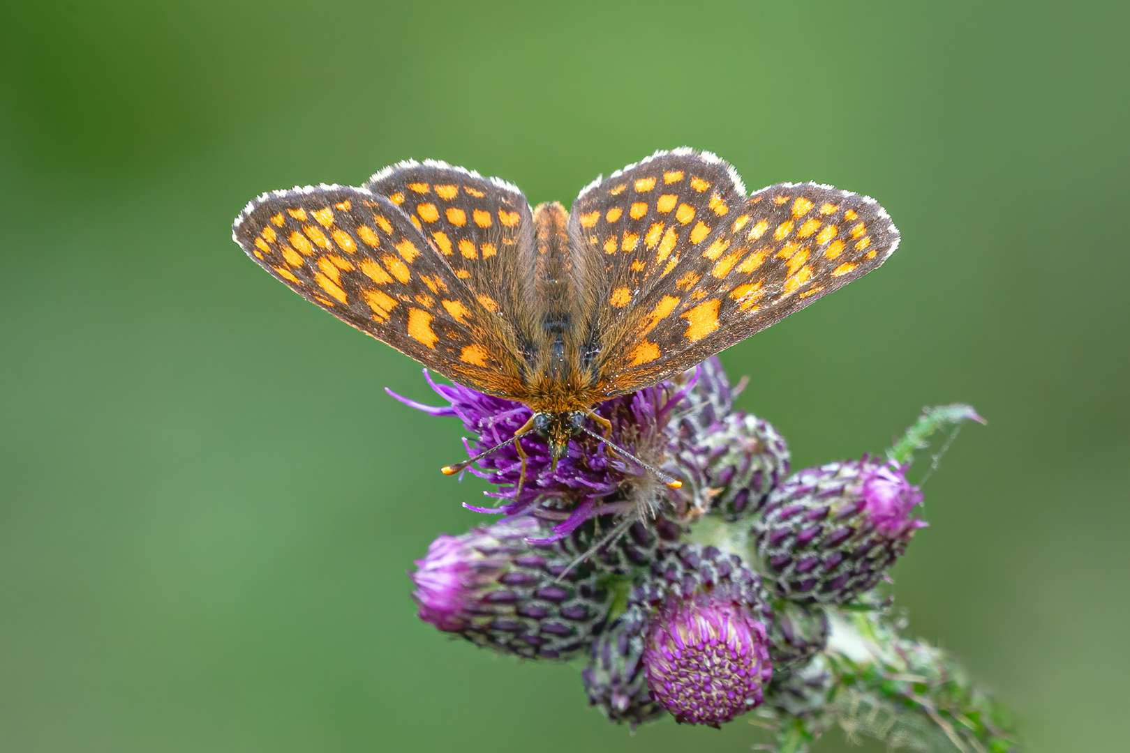 Scheckenfalter auf Distel