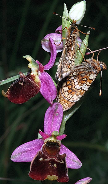 Scheckenfalter auf Hummel-Ragwurz