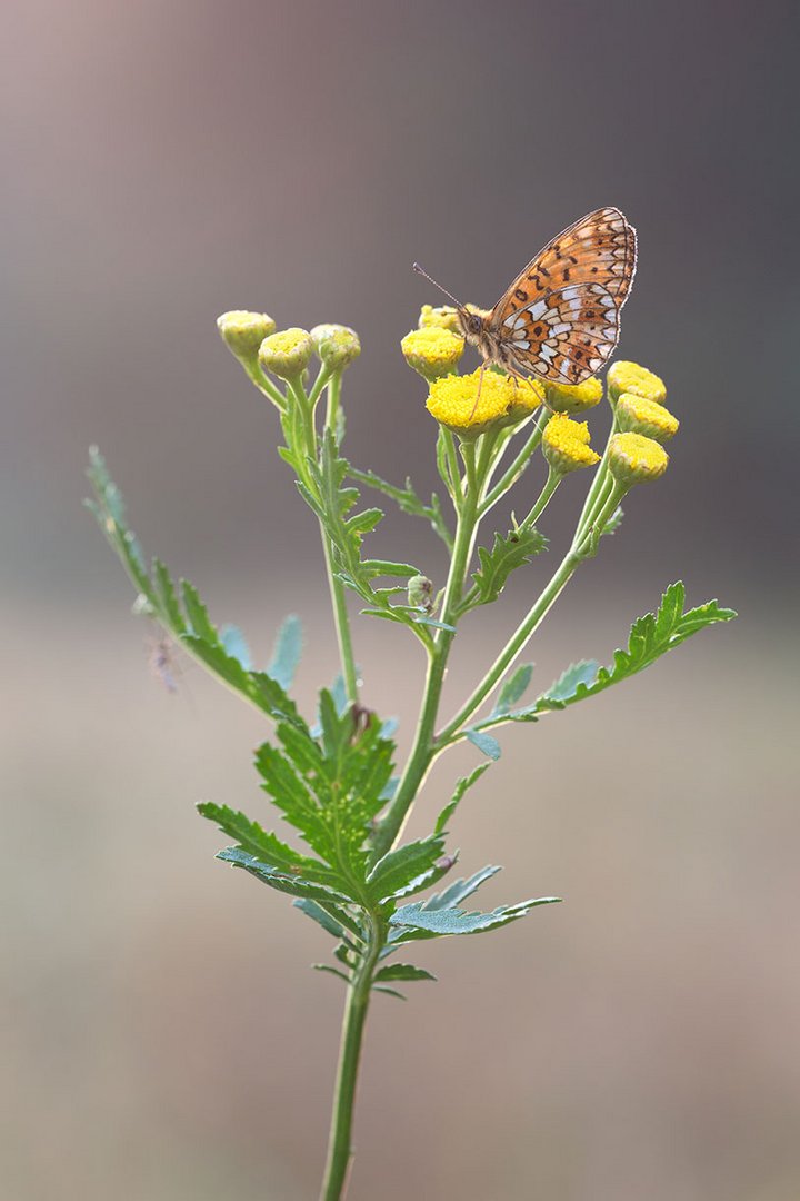 Scheckenfalter