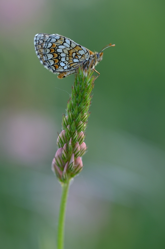 Scheckenfalter