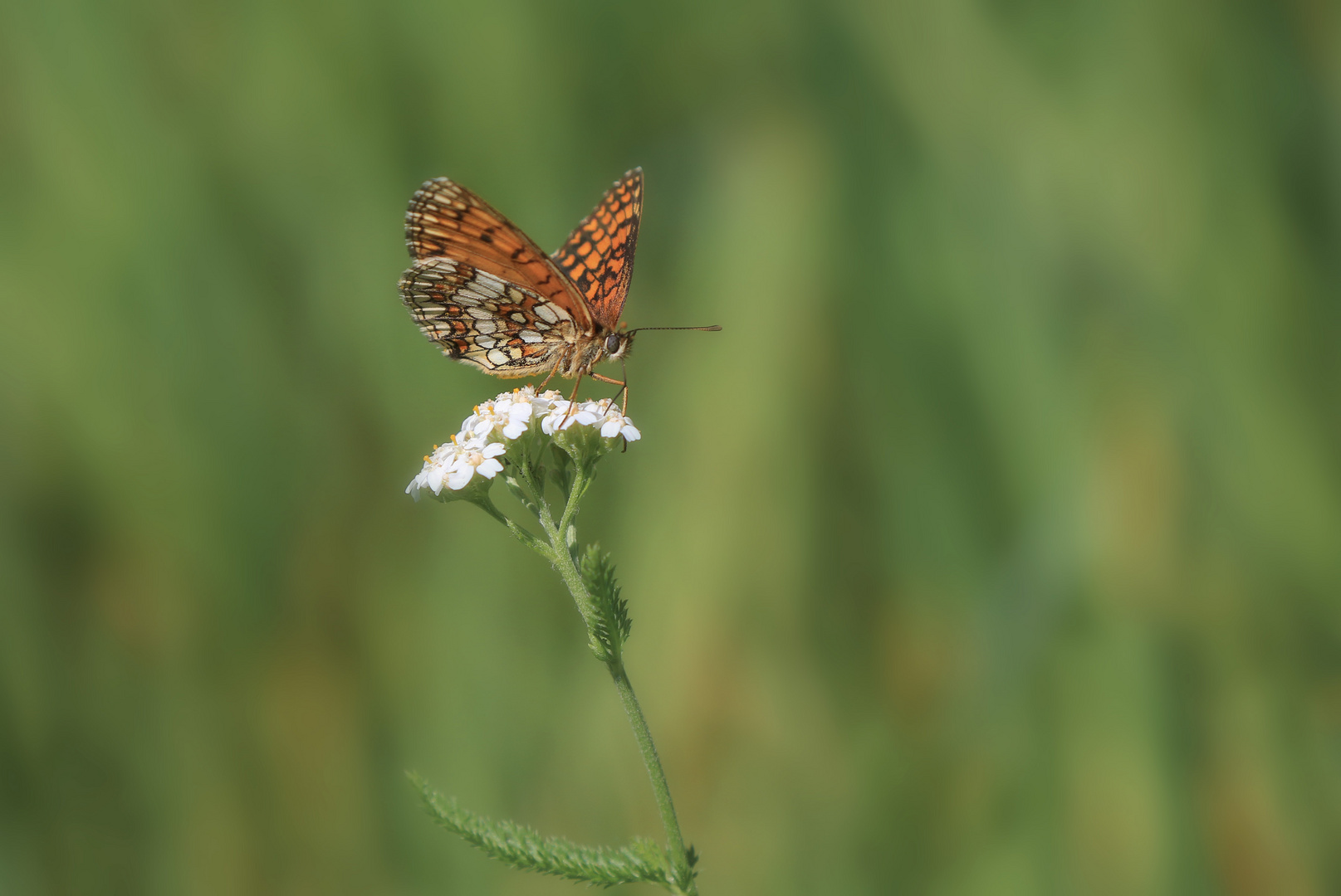 Scheckenfalter