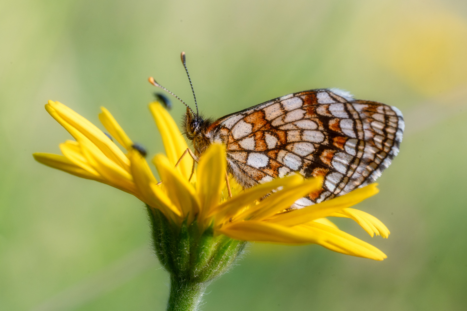 Scheckenfalter im Naturschutzgebiet Zisiberg 