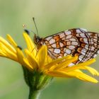 Scheckenfalter im Naturschutzgebiet Zisiberg 