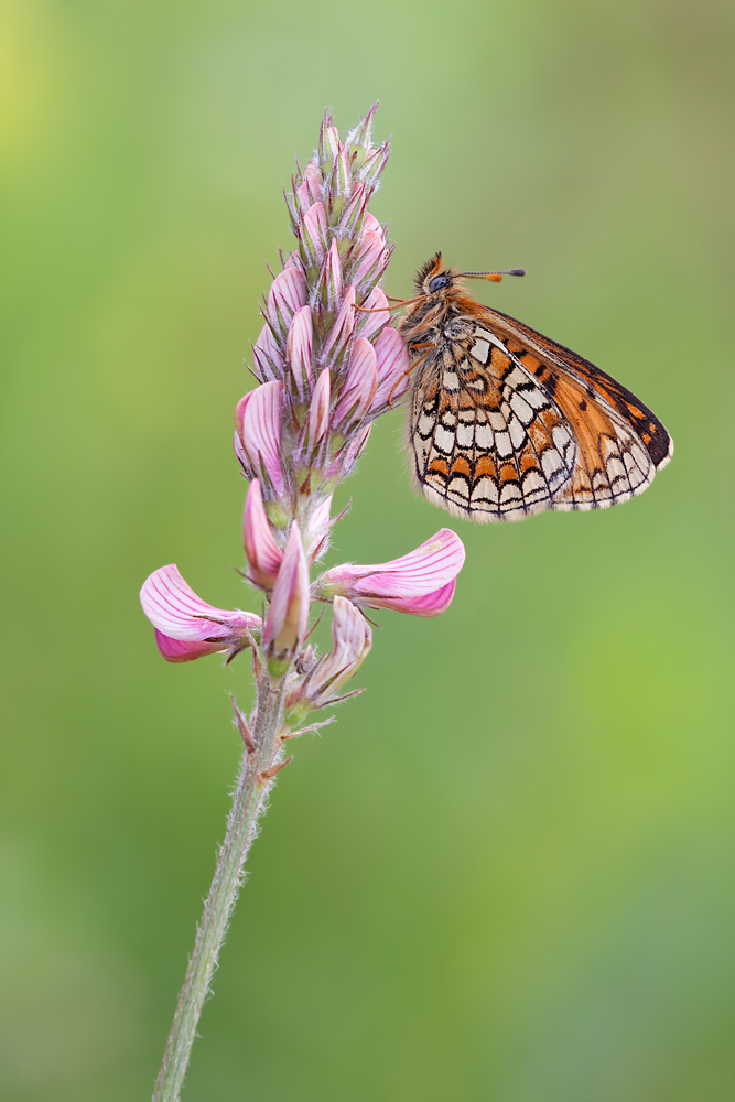 Scheckenfalter Melitaea athalia