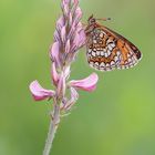 Scheckenfalter Melitaea athalia