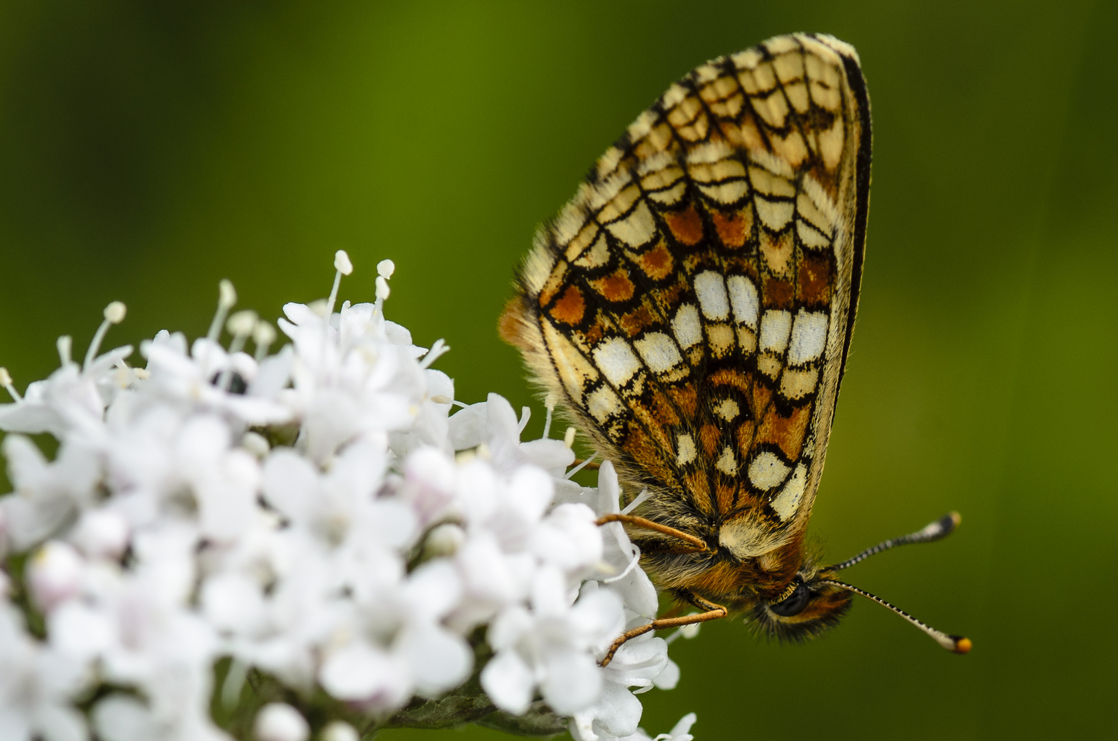 Scheckenfalter (Melitaea aurelia/britomartis