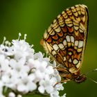 Scheckenfalter (Melitaea aurelia/britomartis