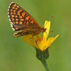 "Scheckenfalter" (Melitaea ssp.)