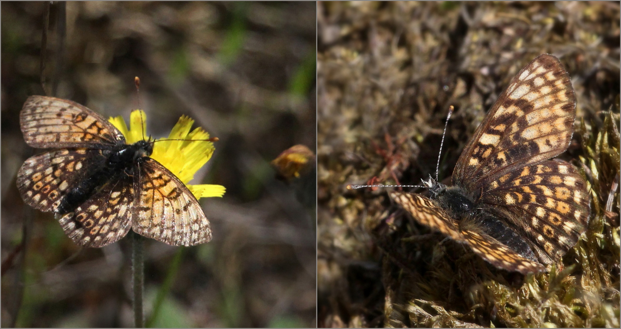 Scheckenfalter - nur welcher?