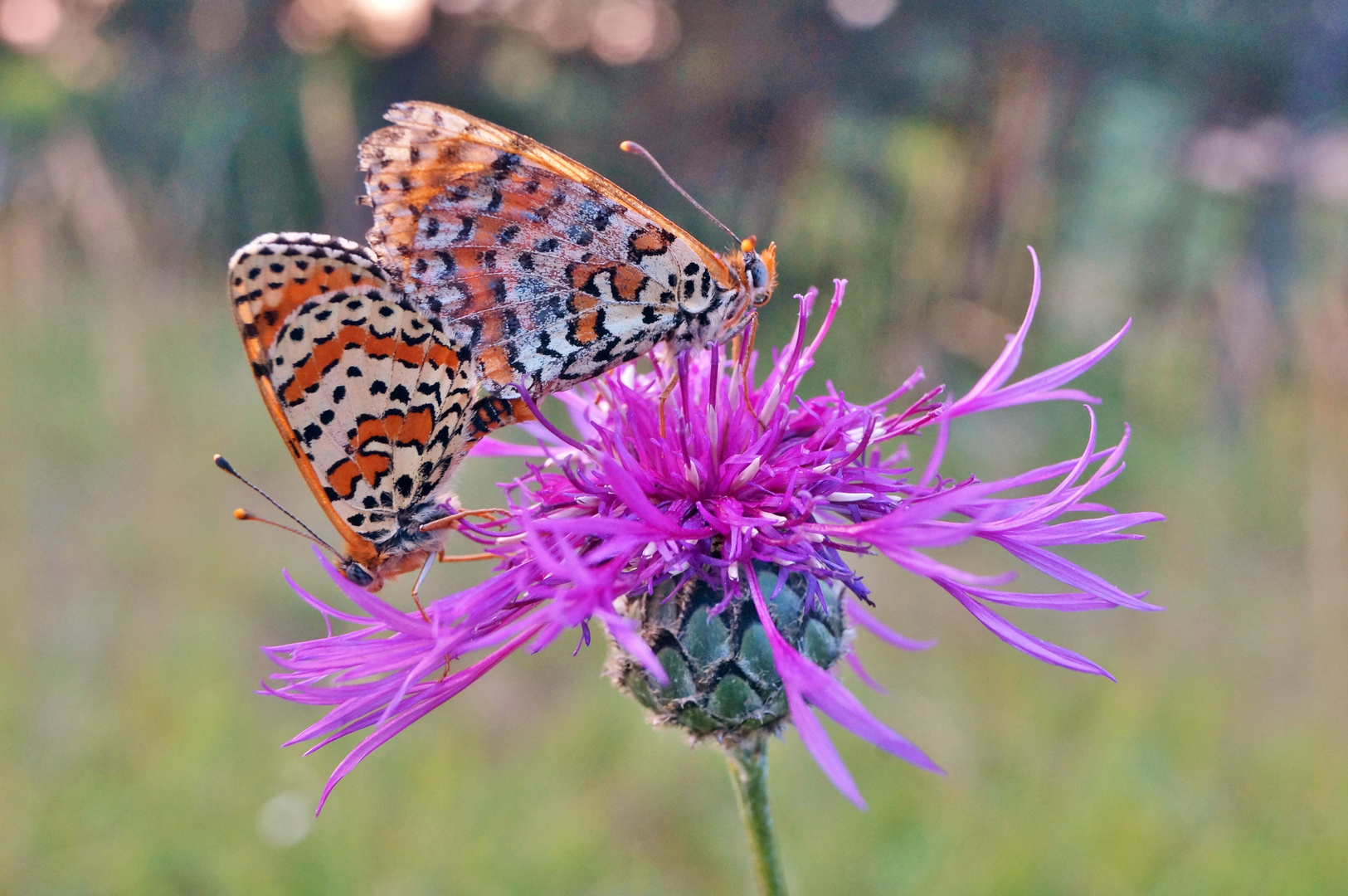 Scheckenfalter, Paarung auf Flockenblume