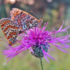 Scheckenfalter, Paarung auf Flockenblume