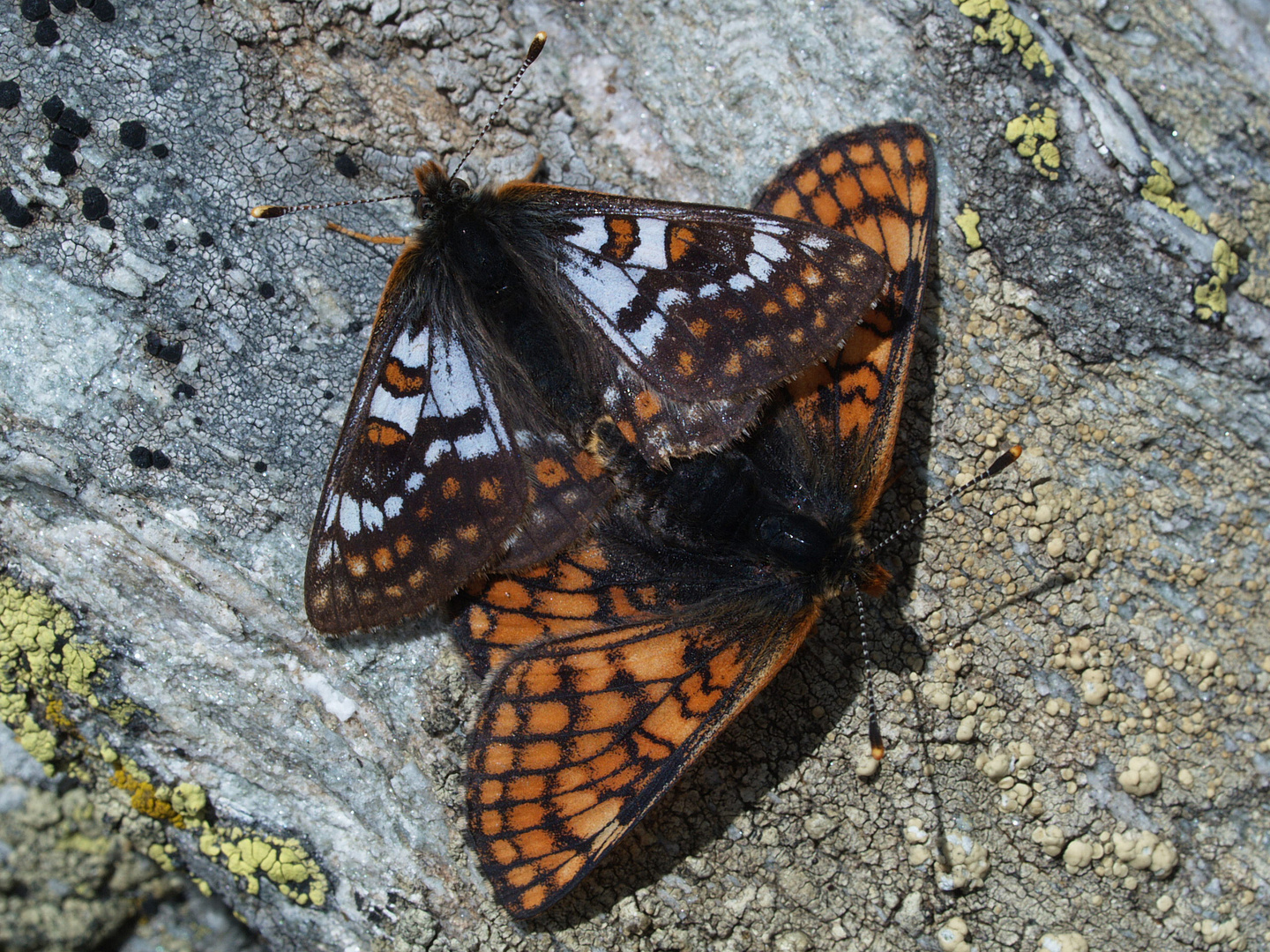 Scheckenfalter-Pärchen - hochalpin