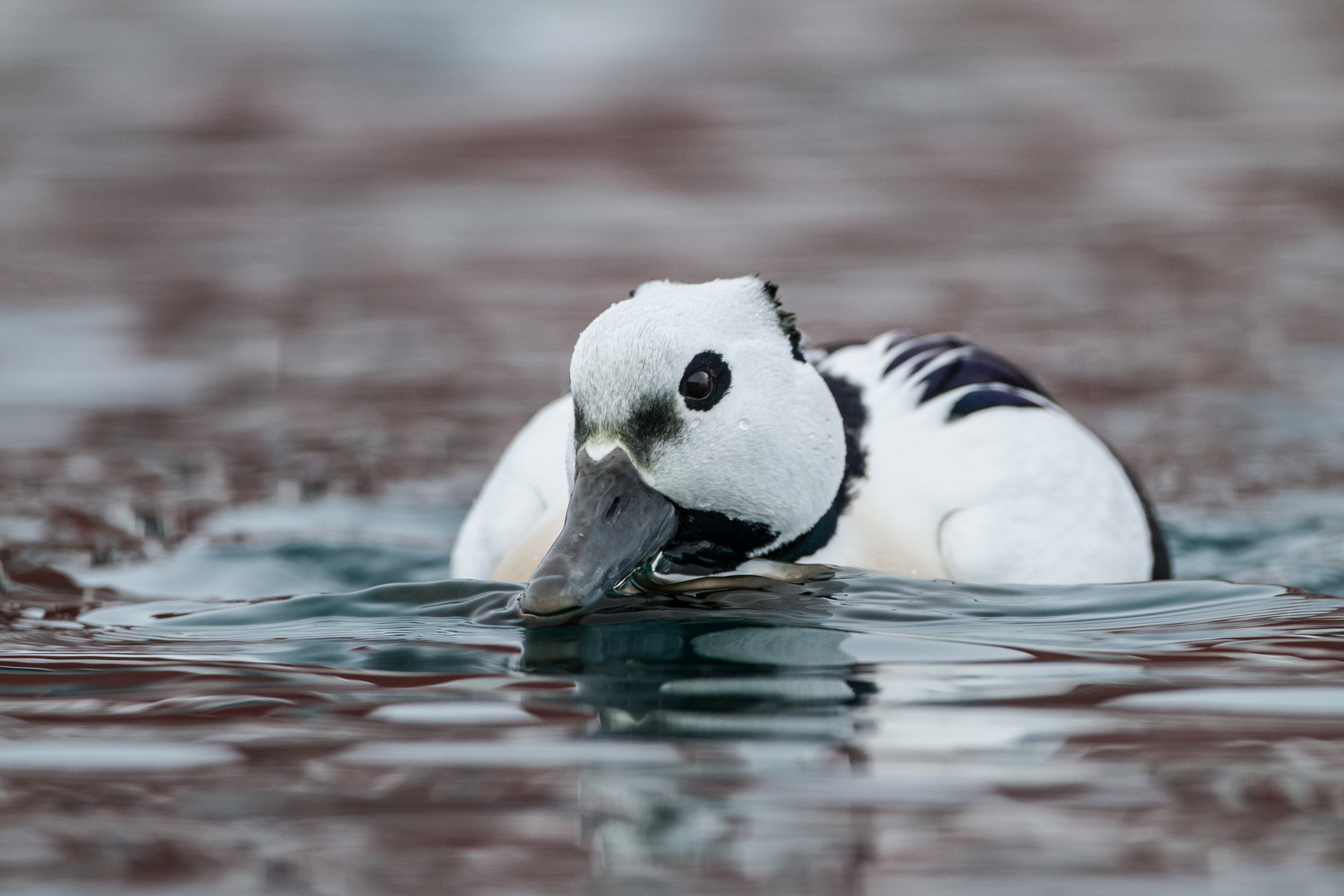 Scheckente im Polarmeer