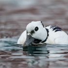 Scheckente im Polarmeer