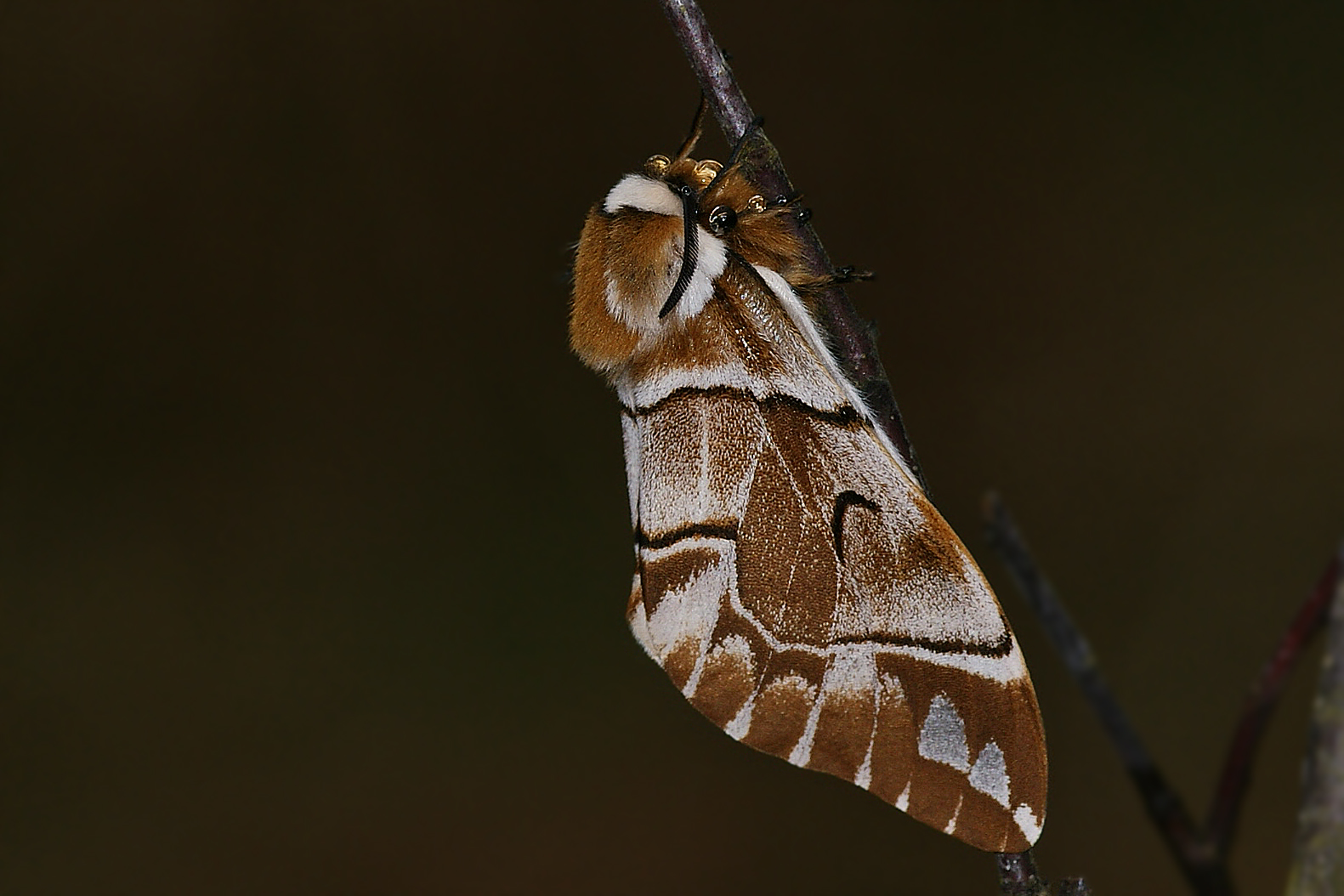 Scheckflügel oder Birkenspinner (Endromis versicolora)