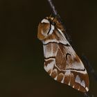 Scheckflügel oder Birkenspinner (Endromis versicolora)