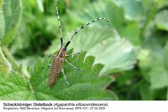 Scheckhörniger Distelbock (Agapanthia villosoviridescens)