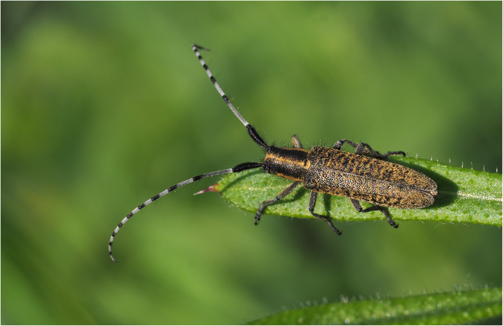 Scheckhorn-Distelbock (Agapanthia villosoviridescens)