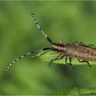 Scheckhorn-Distelbock (Agapanthia villosoviridescens)