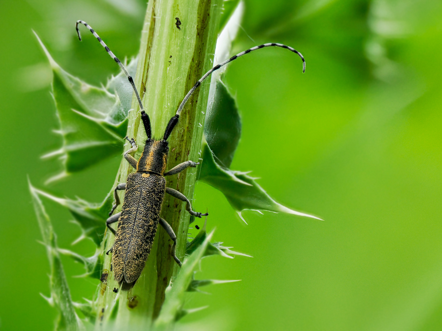 Scheckhorn-Distelbock (Agapanthia villosoviridescens)