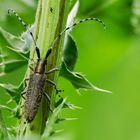 Scheckhorn-Distelbock (Agapanthia villosoviridescens)