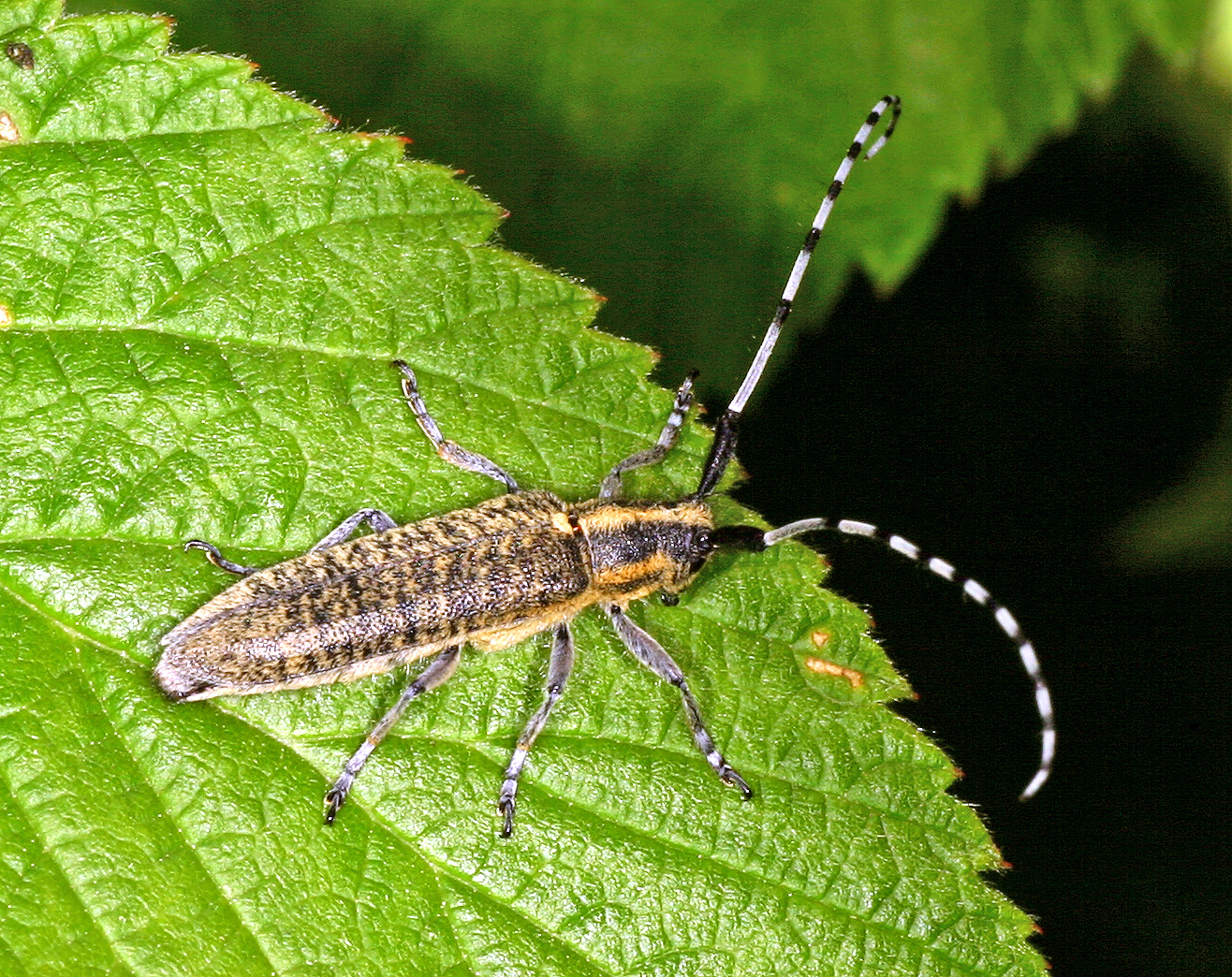 Scheckhorn-Distelbock (Agapanthia villosoviridescens)......