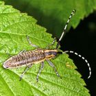 Scheckhorn-Distelbock (Agapanthia villosoviridescens)......