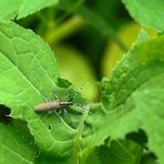 Scheckhorn-Distelbock (Agapanthia villosoviridescens)