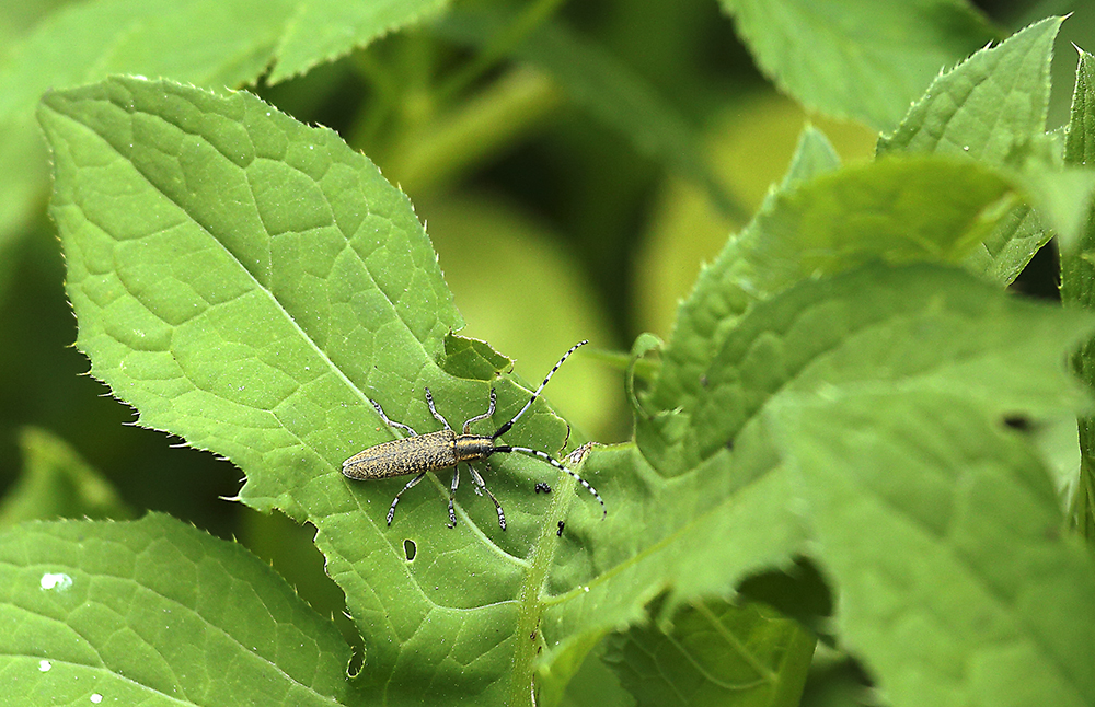 Scheckhorn-Distelbock (Agapanthia villosoviridescens)