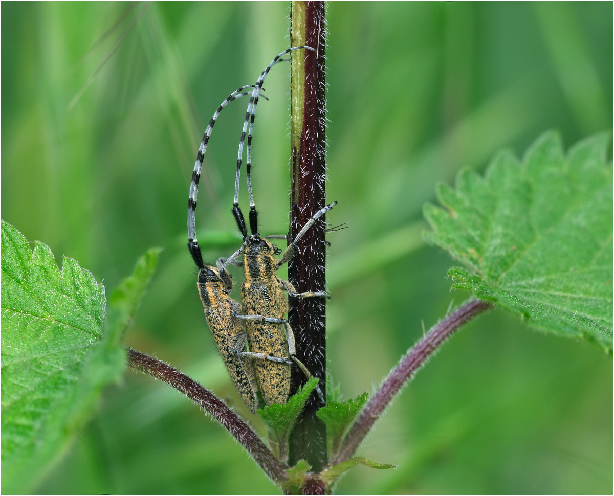 Scheckhorn-Distelbock  (Agapanthia villosoviridescens)