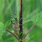 Scheckhorn-Distelbock  (Agapanthia villosoviridescens)