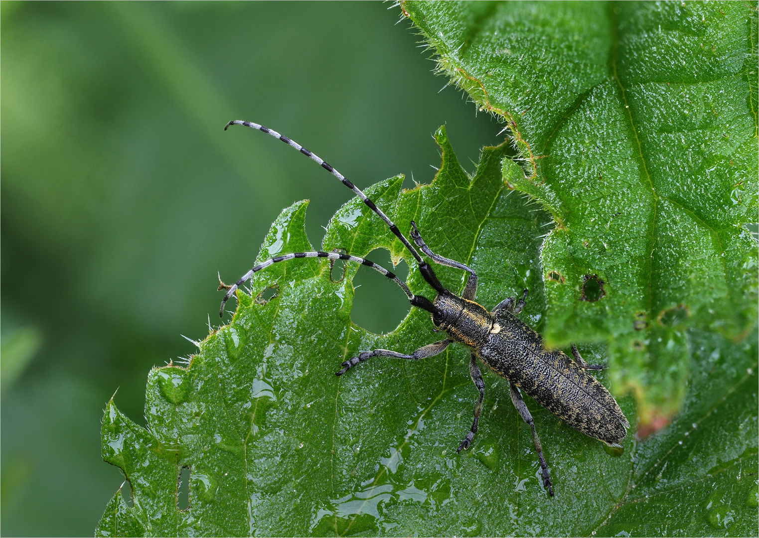 Scheckhorn-Distelbock (Agapanthia villosoviridescens)