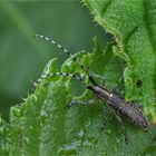 Scheckhorn-Distelbock (Agapanthia villosoviridescens)