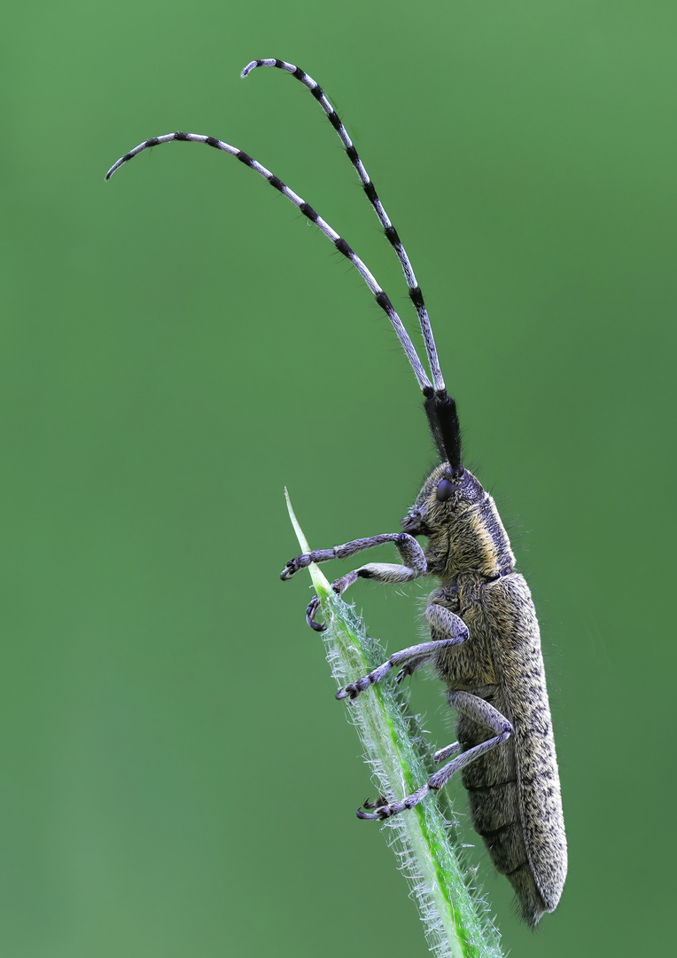 Scheckhorn Distelbock (Agapanthia villosoviridescens)