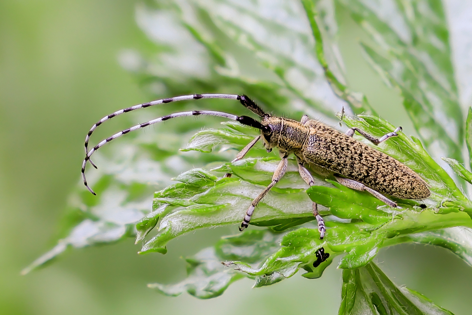 Scheckhorn-Distelbock  / Agapanthia villosoviridescens )