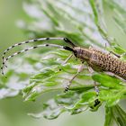 Scheckhorn-Distelbock  / Agapanthia villosoviridescens )