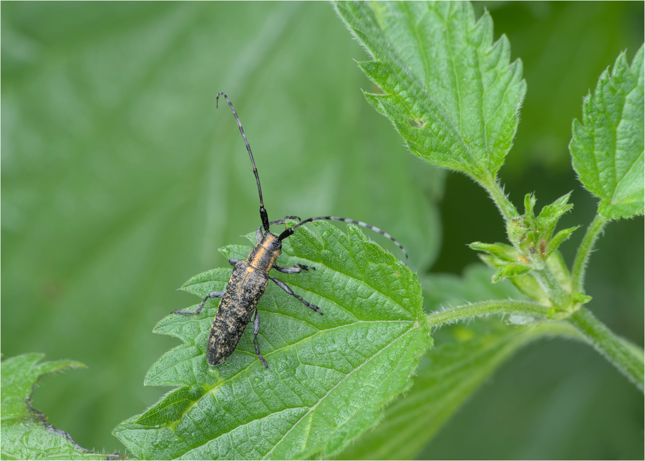 Scheckhorn-Distelbock (Agapanthia villosoviridescens),